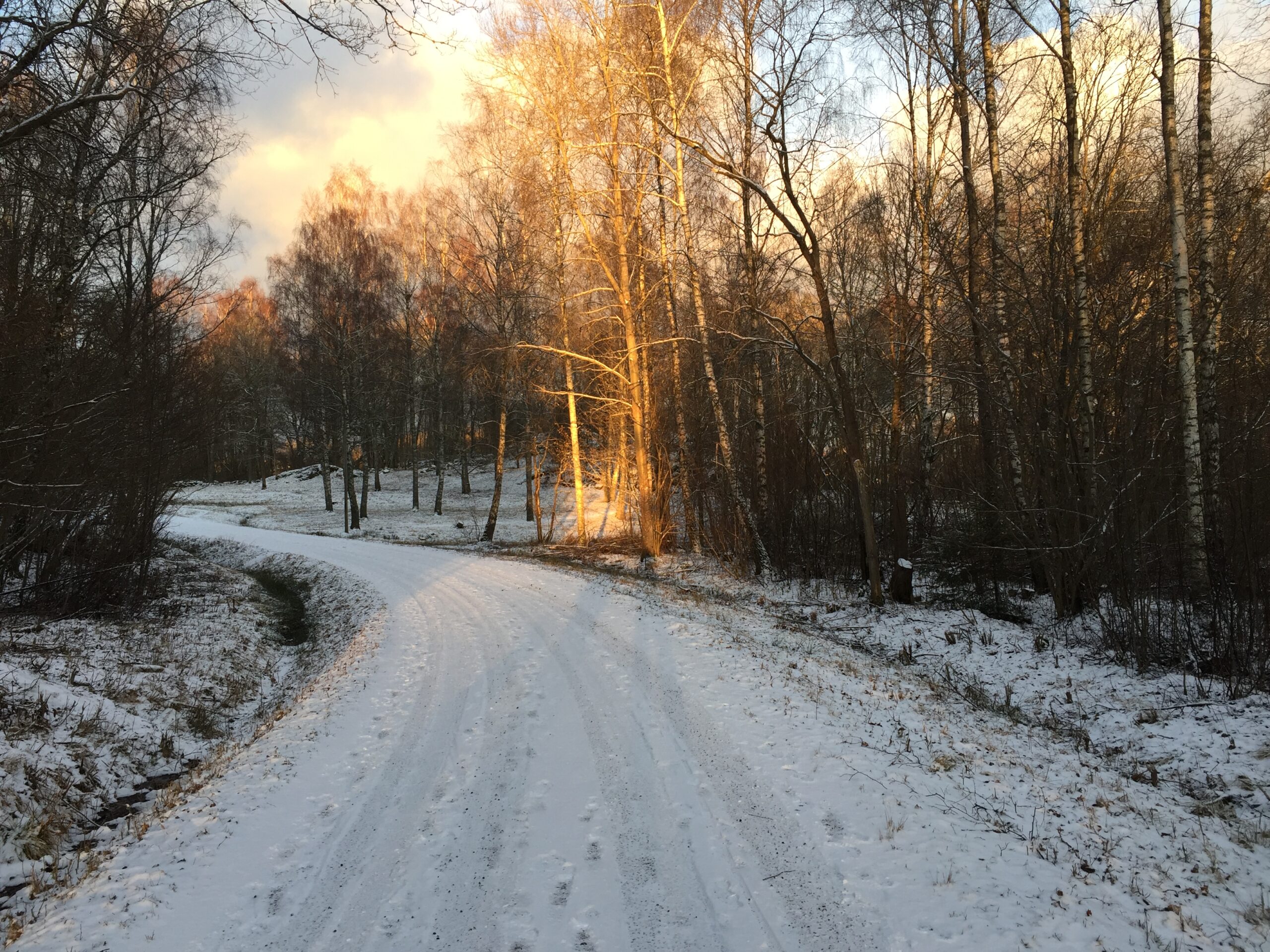 Winter road in the forest